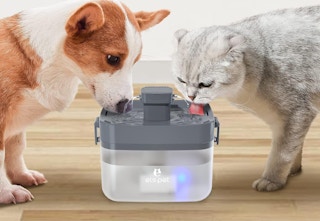 animals drinking from pet fountain