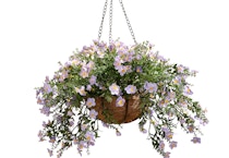 Garden Reflections Hanging Basket