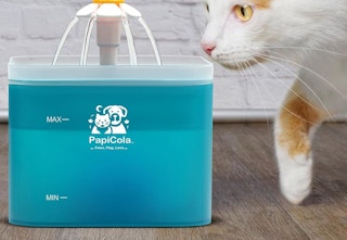 cat approaching water fountain