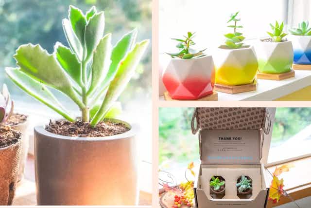Get 2 Organically-Grown Succulents — Pay Only $4.50 on Groupon card image