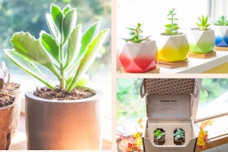 groupon succulent studio
