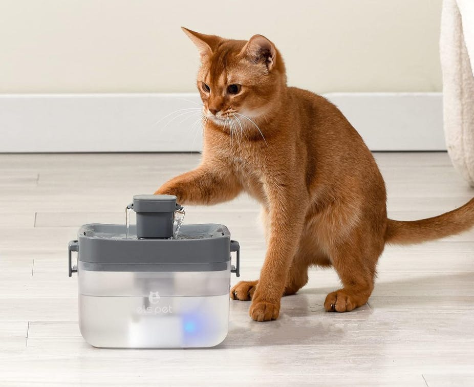 Cat Water Fountains Petsmart Canada informacionpublica.svet.gob.gt
