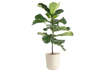 Costa Farms Fiddle Leaf Fig Plant