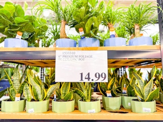 costco-plants-4