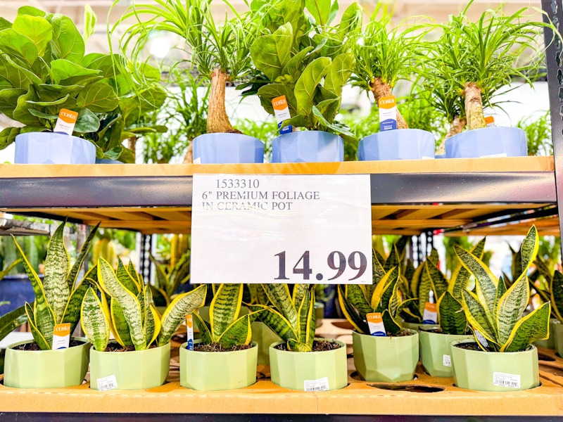 costco-plants-4