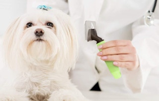 amazon dog brushjpg 1684331811 1684331812