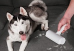 A husky next to a pet hair remover