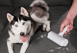 A husky next to a pet hair remover