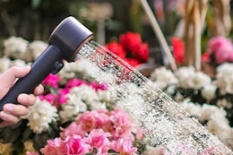 shower head pour water on flowers