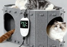 cats in a grey heated cat house 