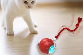 a cat playing with a toy