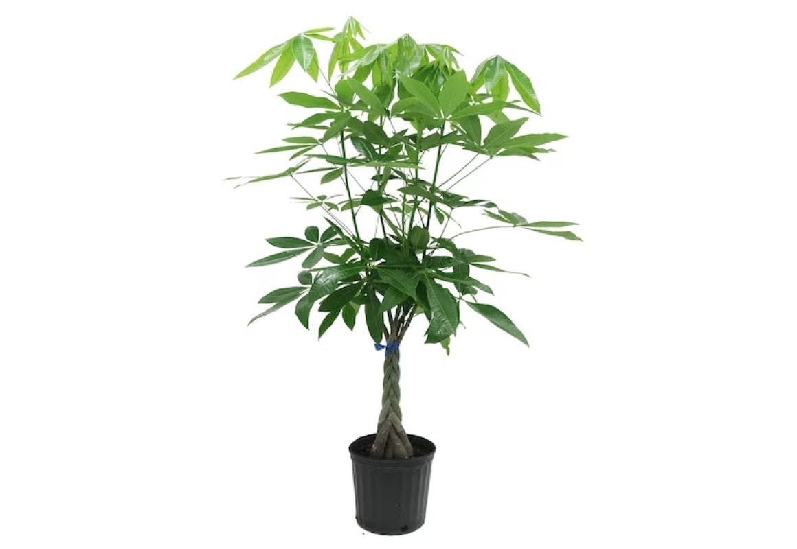 Costa Farms Money Tree