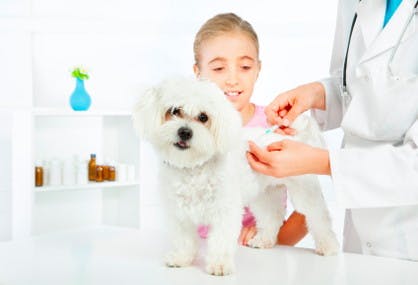 5 Ways to Save on Pet Vaccinations
