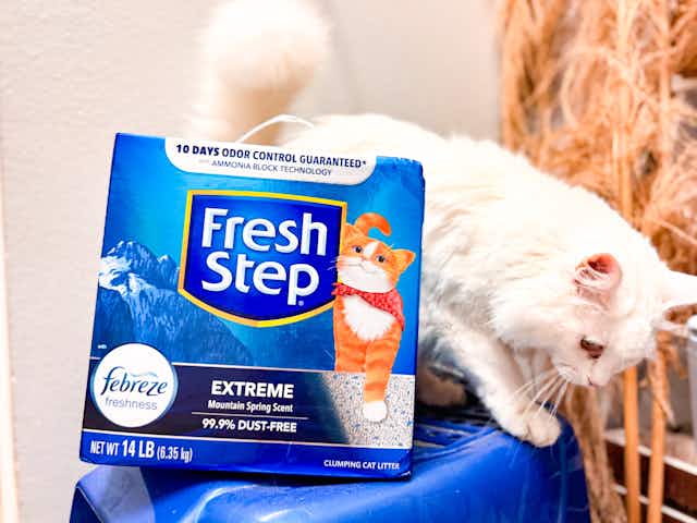 Get a Box of Fresh Step Cat Litter for $5 on Amazon, Plus More Deals card image