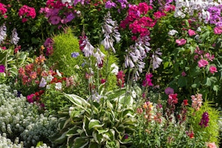 a flowerishing garden of flowers