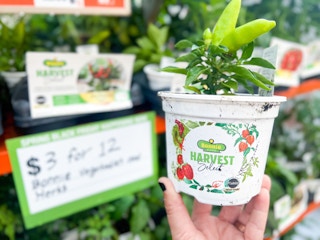 home depot bonnies vegetables and herbs 2023 02 1681390117 1681390117