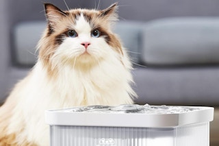 cat water fountain