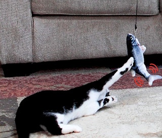 amazon cat toy 1640007725 1640007725 e1640007752418