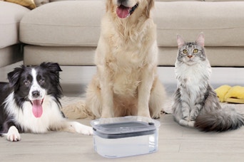 a dog bowl near pets