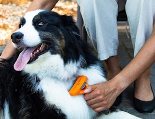 a person brushing a dog