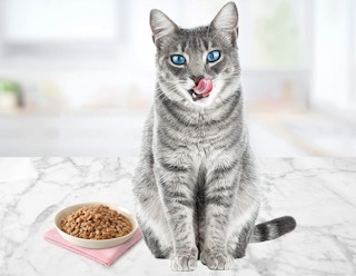 A cat sitting next to a bowl of Blue Buffalo wet food in a bowl.