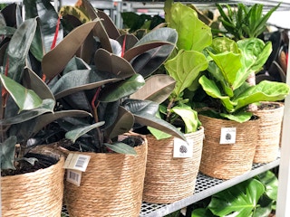 costco tropical plants 1626385604 1626385604
