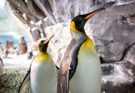 Seaworld Orlando Ticket