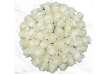 50-Stem White Roses