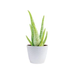 Aloe Vera Plant