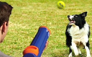 amazon nerf dog 1664285925 1664285926