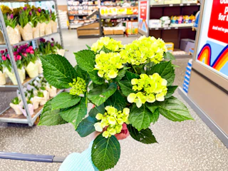 aldi-easter-flowers