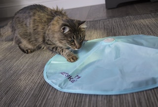 A cat playing with the SmartyKat Hot Pursuit cat toy.