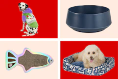 collage image of a cat scratcher, food bowl, dog in a dog bed, and dog wearing a buzz lightyear hoodie