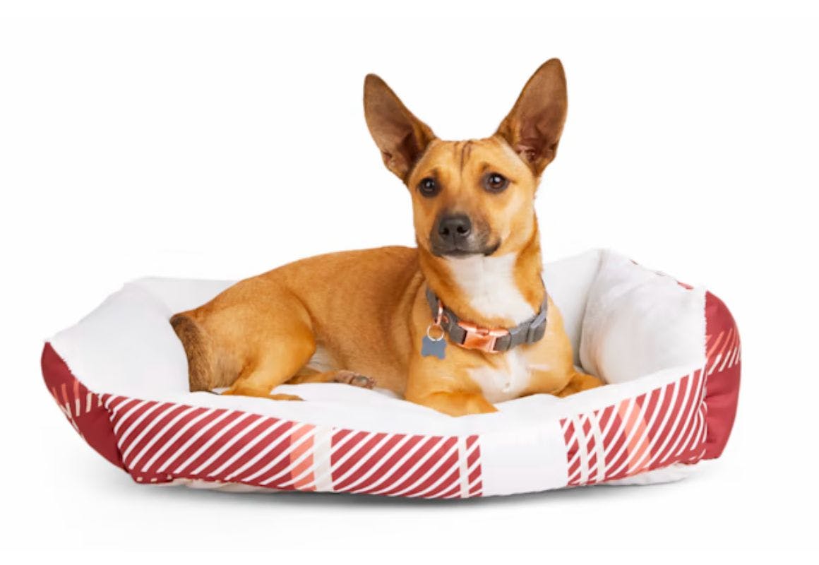 Petco dog shop bed coupon