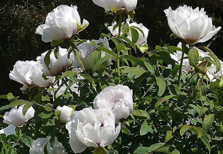 Ultimate Innovations Peony Plant