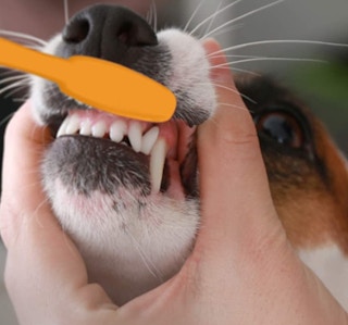 amazon arm and hammer dog toothbrush 1647624033 1647624033 e1647624065446