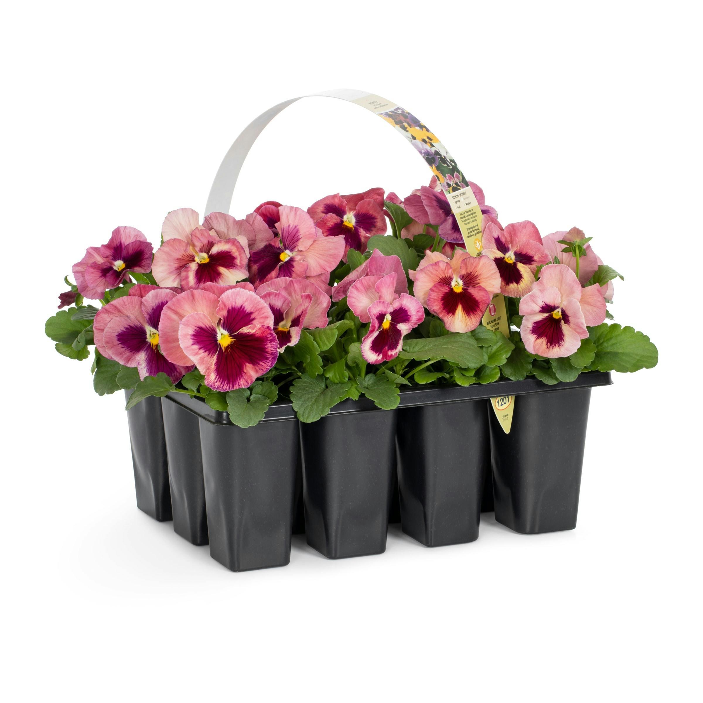 Pansy Tray