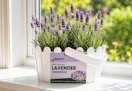 kohl's lavender