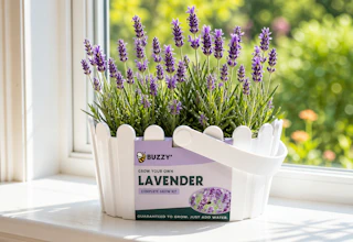kohl's lavender