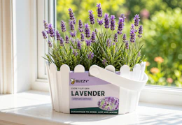 kohl's lavender