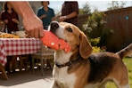 Beef-Flavored Durable Dog Ball for Aggressive Chewers