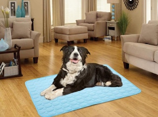 amazon dog cooling pad 1627397568 1627397568 e1627397584421