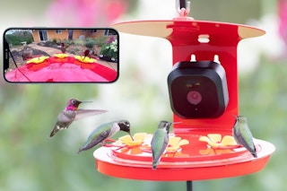 amazon bird feeder