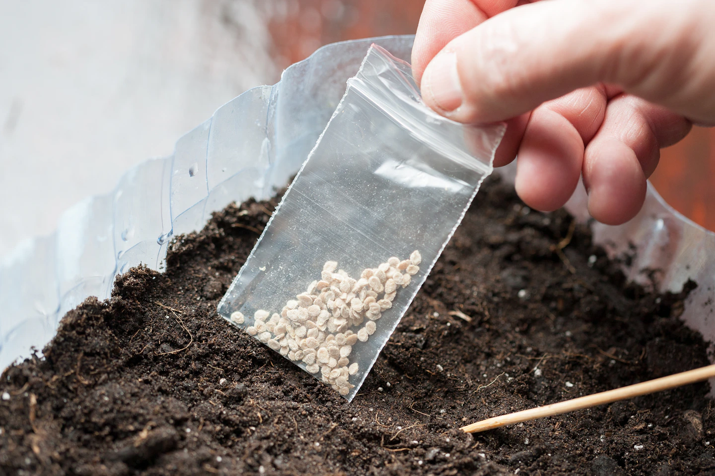 How to Get Free Seeds for Your Garden - The Krazy Coupon Lady