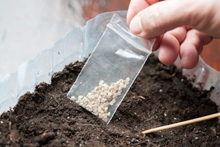 A person's hand holding a small bag of seeds above a container of soil.