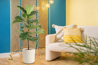 Lowe's fiddle leaf fig