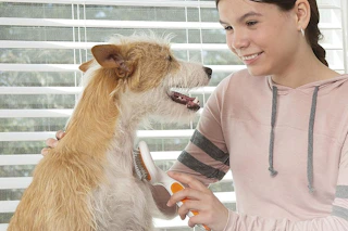 a girl using a wahl slicker brush