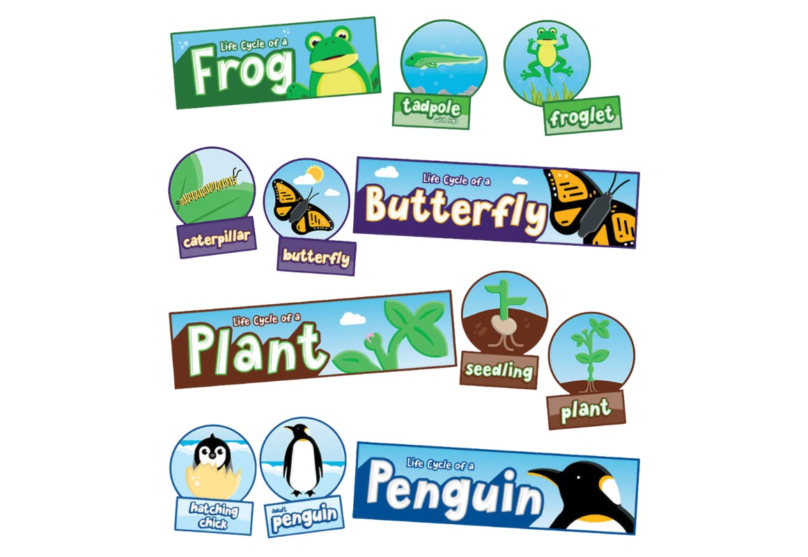 Life Cycles Bulletin Board Set