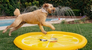 barkbox splash pad 8 1686588488 1686588488