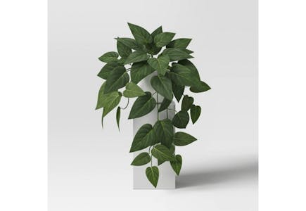 Threshold Potted Philodendron Plant